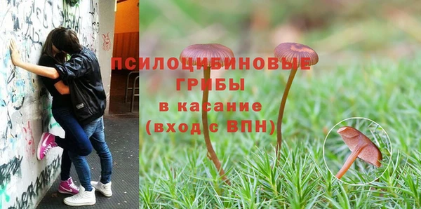 ПСИЛОЦИБИНОВЫЕ ГРИБЫ Инсар
